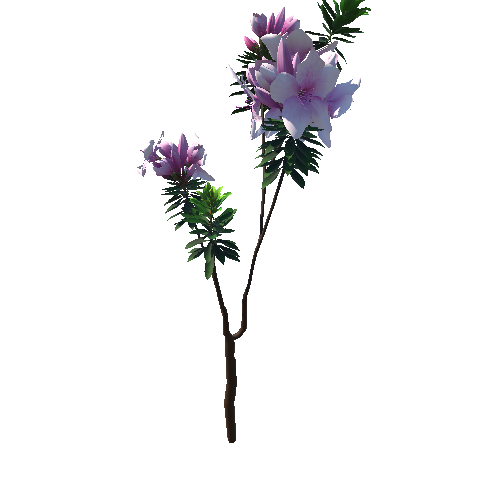 Flower_Rhododendron_violet