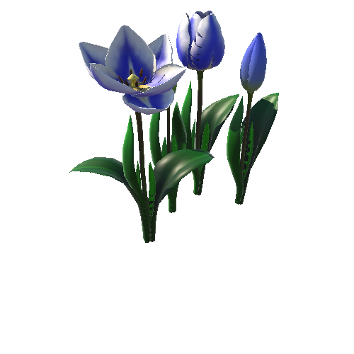 Flower_tulip_blue