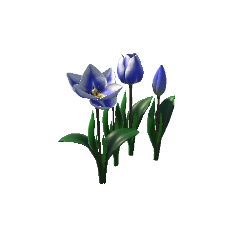 Flower_tulip_blue