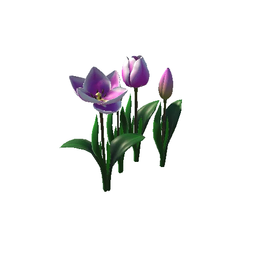 Flower_tulip_ping