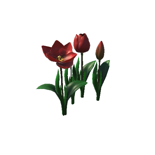 Flower_tulip_red