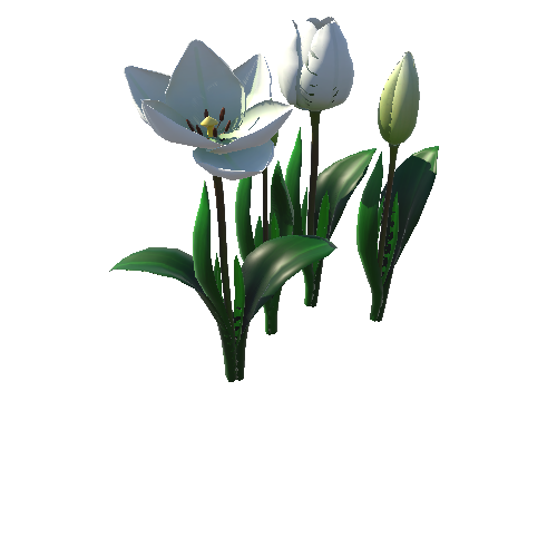 Flower_tulip_white