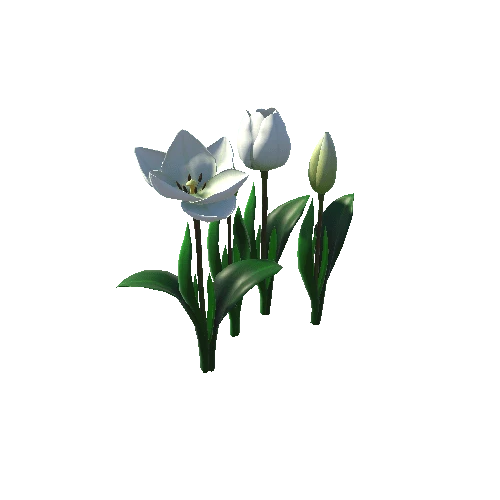 Flower_tulip_white