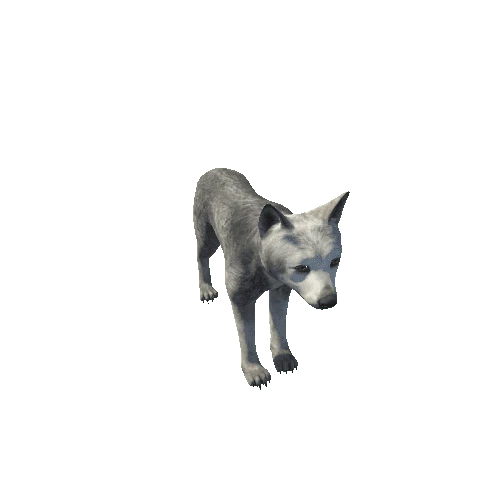Wolf_cub_short_RM