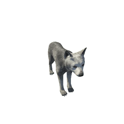 Wolf_cub_LOD_IP