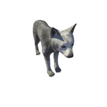 Wolf_cub_HighPoly_IP