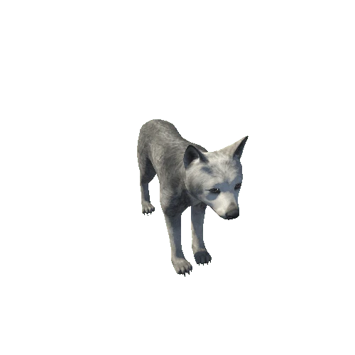 Wolf_cub_HighPoly_RM