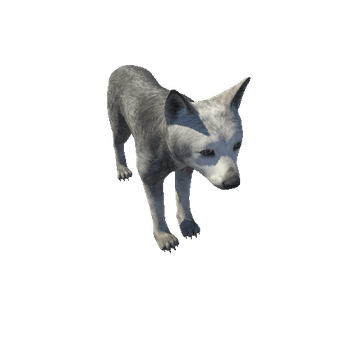 Wolf_cub_LOD_IP