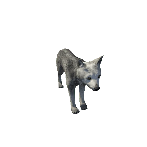 Wolf_cub_LowPoly_IP