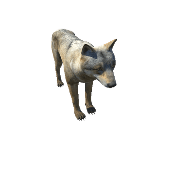 Wolf_male_HighPoly_C1