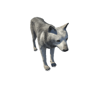 Wolf_male_HighPoly_C2