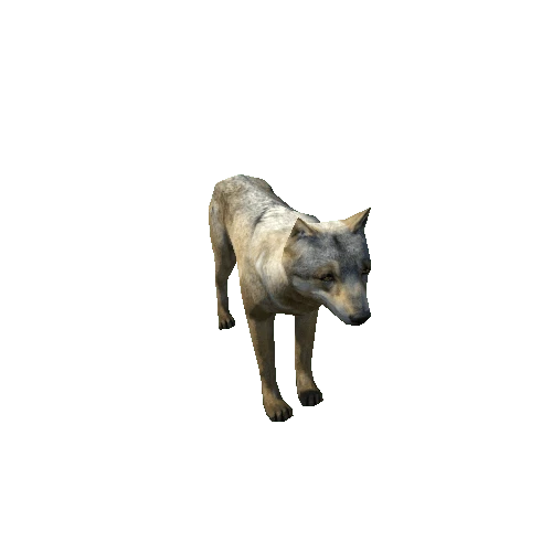 Wolf_male_LowPoly_C1