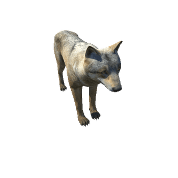 Wolf_male_HighPoly_C1