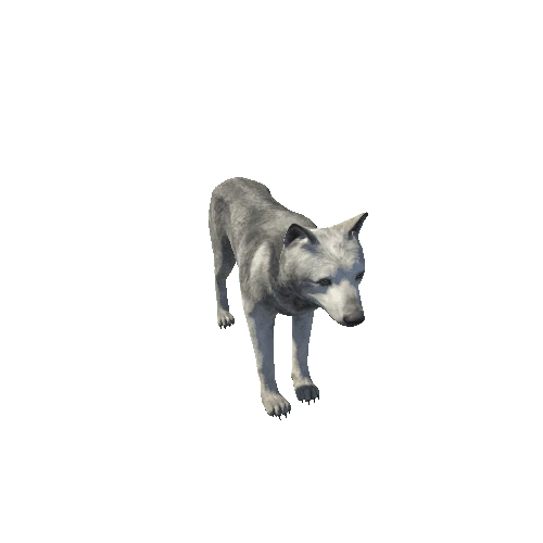 Wolf_male_HighPoly_C2