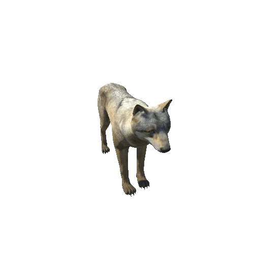 Wolf_male_full_IP