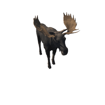 Moose_bull_HighPoly_RM