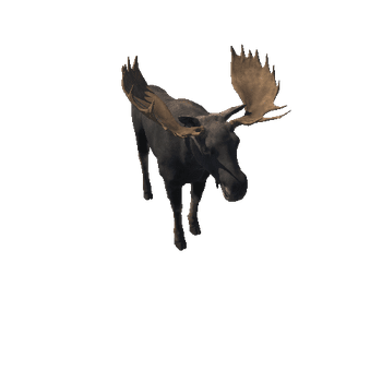 Moose_bull_LOD_IP