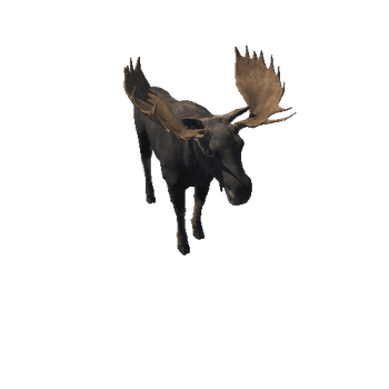 Moose_bull_full_IP