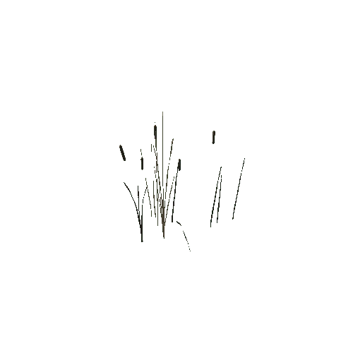 Foliage_Grass_Reeds