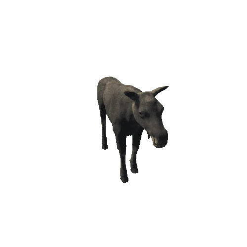 Moose_cow_full_IP