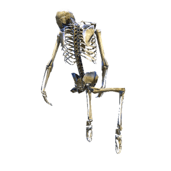Skeleton_Props_01
