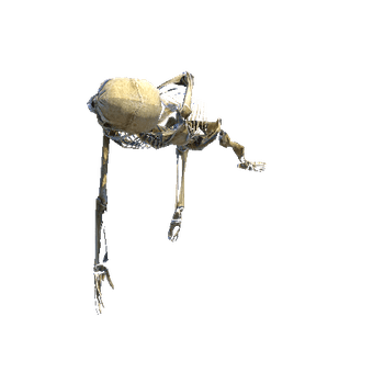 Skeleton_Props_03