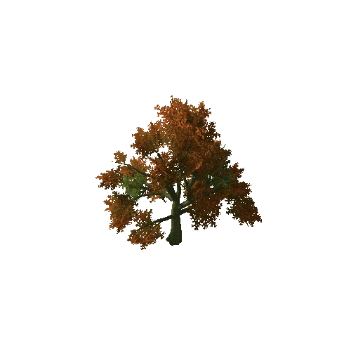 Beech_Tree_V6