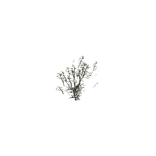 Dry_Shrub_01