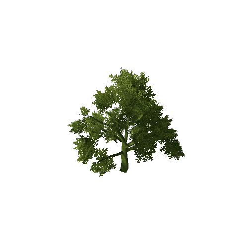 Beech_Tree_V1_1