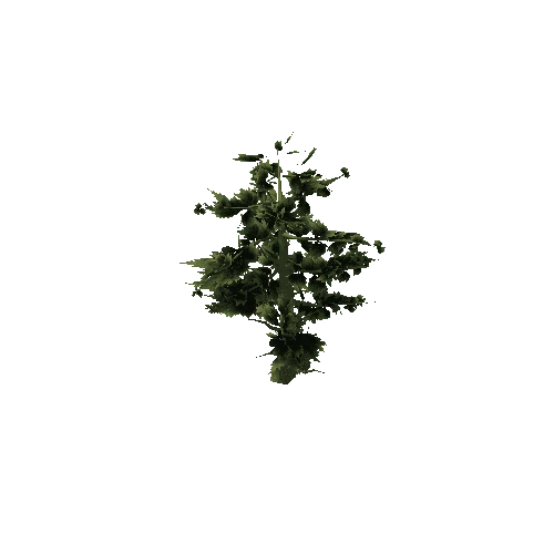 Pine_Tree_Rough_Green_1