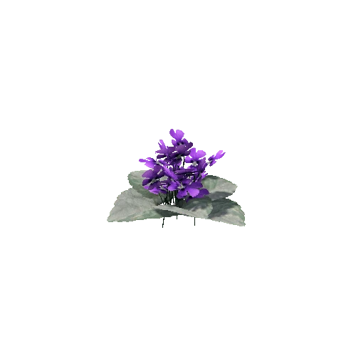 Violet_V1