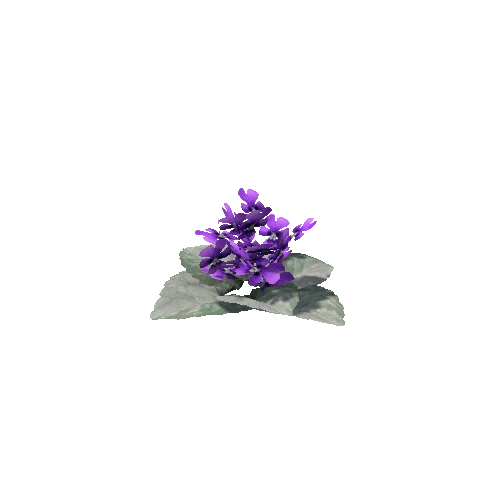 Violet_V1_1