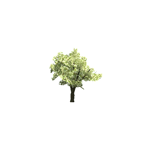 White_Leafed_Tree_01