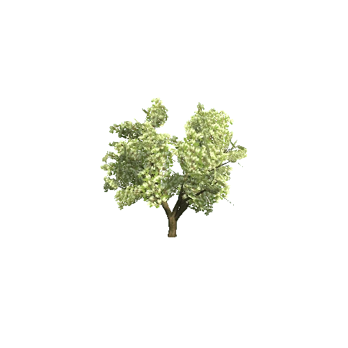 White_Leafed_Tree_03