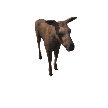 Moose_calf_HighPoly_IP