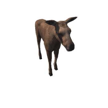 Moose_calf_LOD_IP