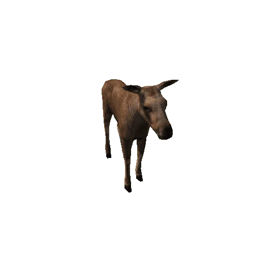 Moose_calf_LowPoly_IP