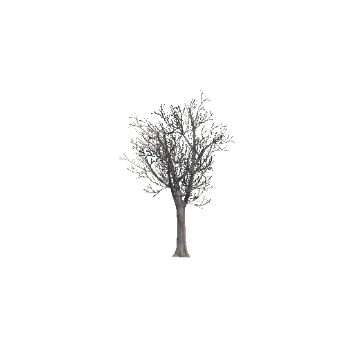 tree_01_b_DS