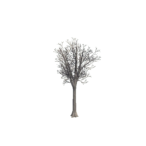 tree_02_b_DS