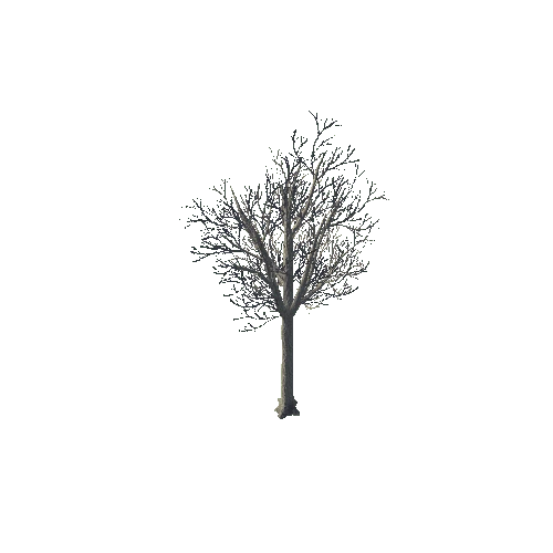 tree_02_d