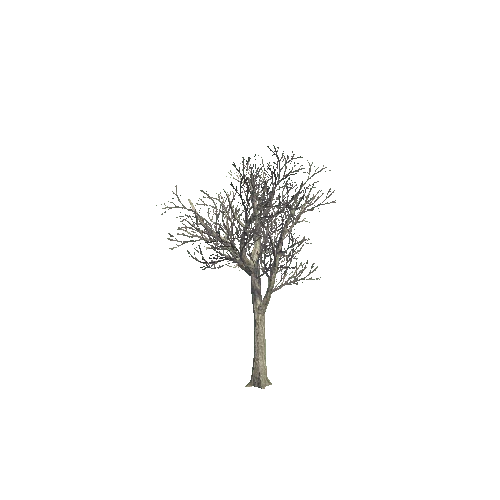 tree_03_b_DS