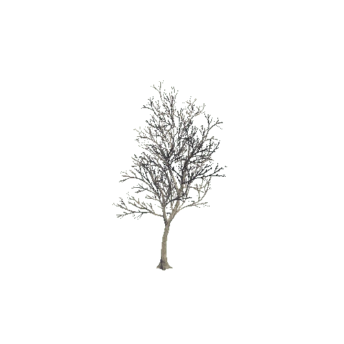 tree_04_b_DS