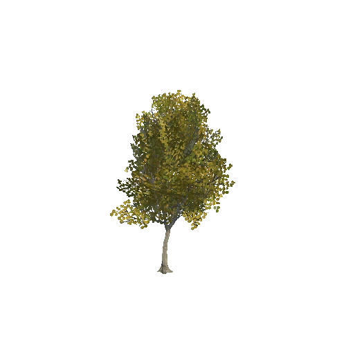 tree_04_d_DS
