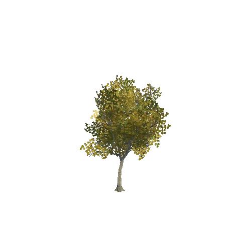 tree_04_e_DS