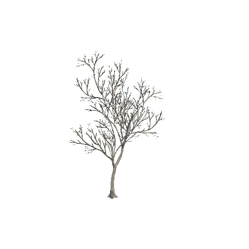 tree_05_b_DS