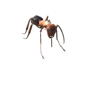 Ant