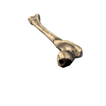 Femur_left