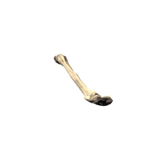 Humerus_left