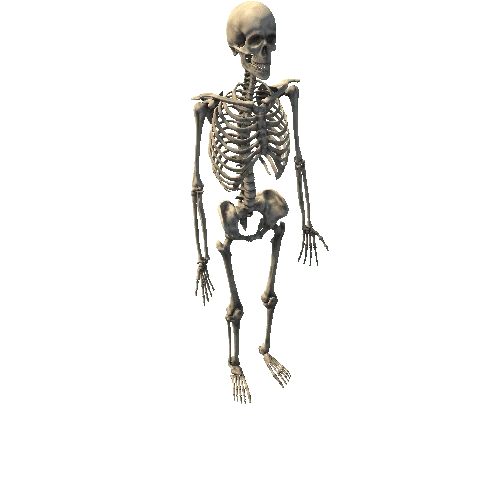 Skeleton_142obj