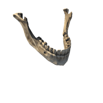 Skull_Mandible_tooth